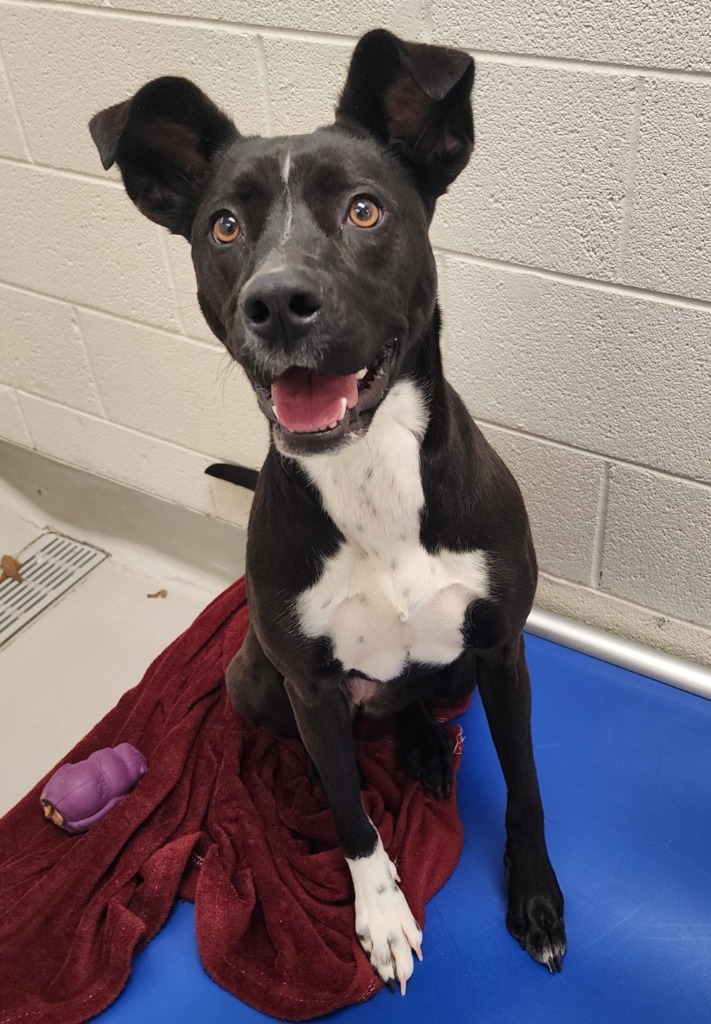 Louise, an adoptable Australian Cattle Dog / Blue Heeler, Hound in Greeneville, TN, 37745 | Photo Image 1