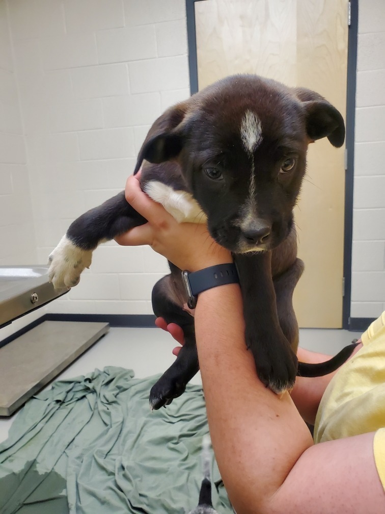 Louise, an adoptable Australian Cattle Dog / Blue Heeler, Hound in Greeneville, TN, 37745 | Photo Image 2