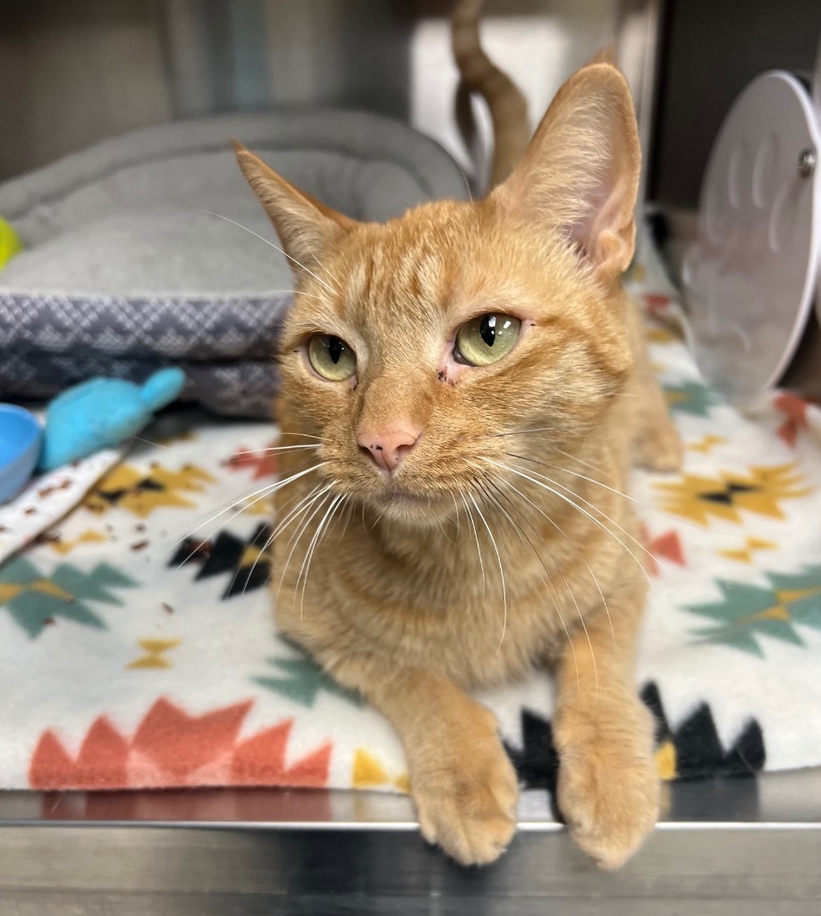 Luna / Grilled Cheese, an adoptable Domestic Short Hair in Greeneville, TN, 37745 | Photo Image 1