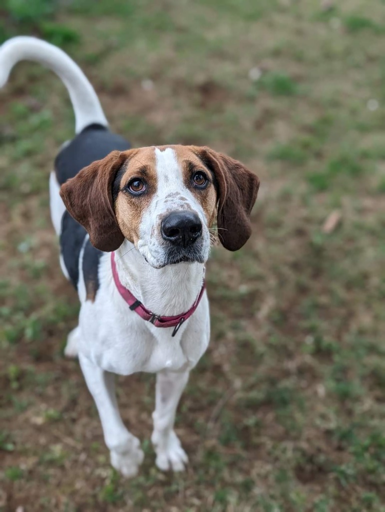 Ricky, an adoptable Treeing Walker Coonhound in Glenfield, NY, 13343 | Photo Image 1