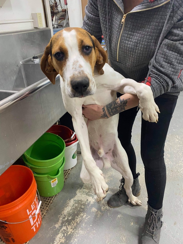 Ricky, an adoptable Treeing Walker Coonhound in Glenfield, NY, 13343 | Photo Image 2