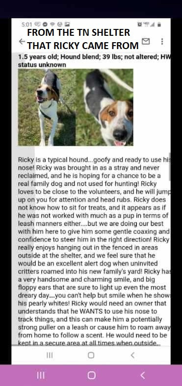 Ricky, an adoptable Treeing Walker Coonhound in Glenfield, NY, 13343 | Photo Image 3