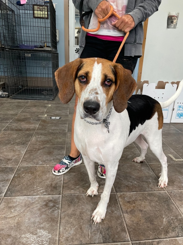 Ricky, an adoptable Treeing Walker Coonhound in Glenfield, NY, 13343 | Photo Image 4