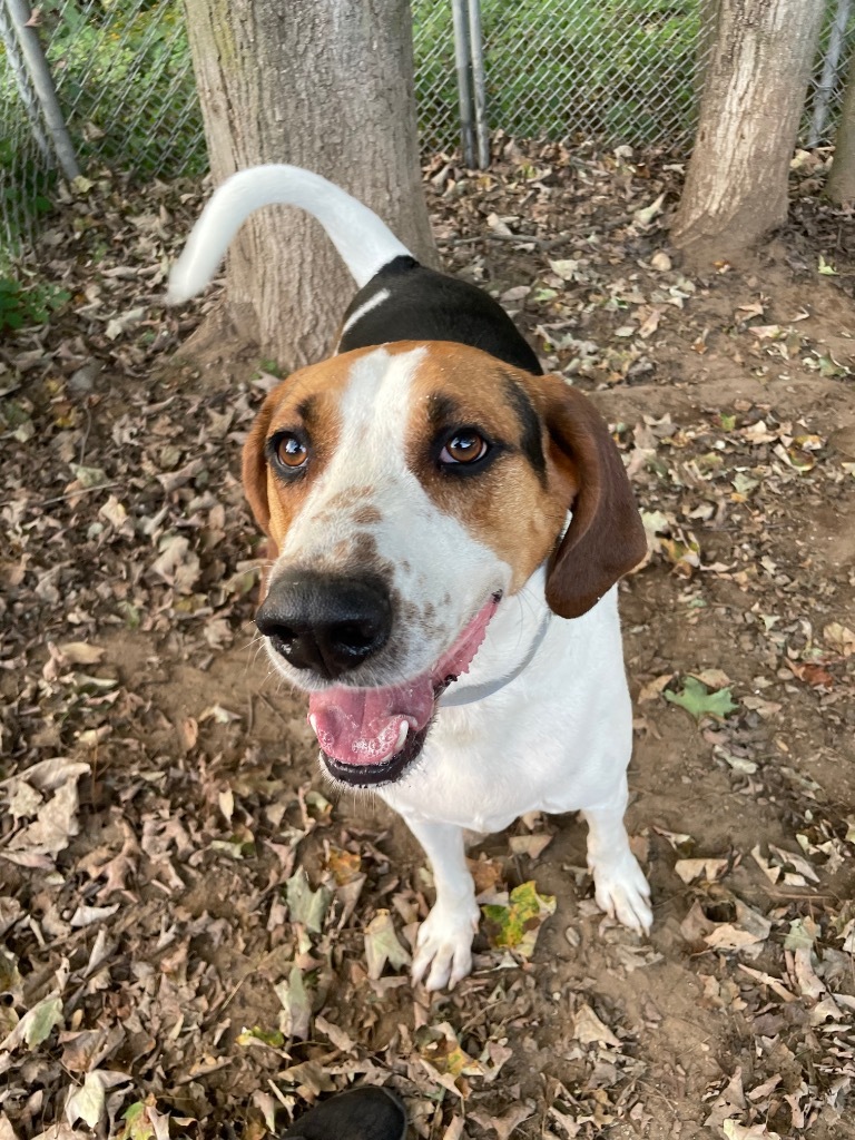 Ricky, an adoptable Treeing Walker Coonhound in Glenfield, NY, 13343 | Photo Image 5