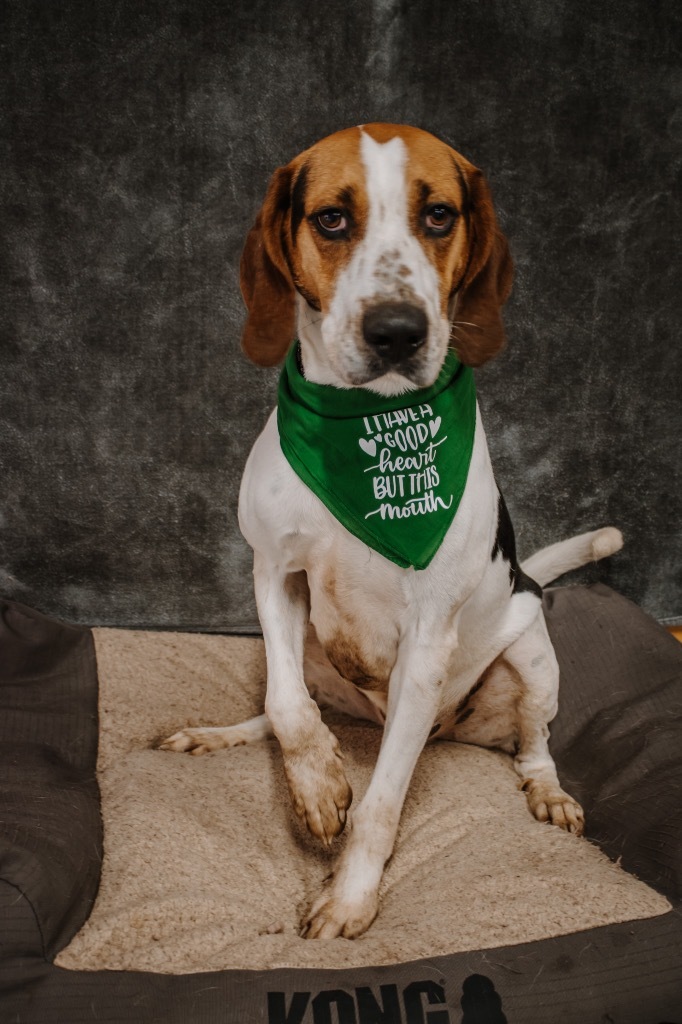 Ricky, an adoptable Treeing Walker Coonhound in Glenfield, NY, 13343 | Photo Image 6