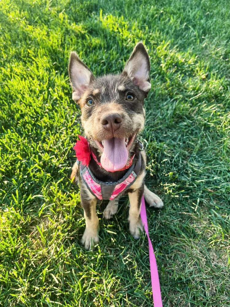 June, an adoptable Shepherd, Terrier in Fort Lupton, CO, 80621 | Photo Image 1