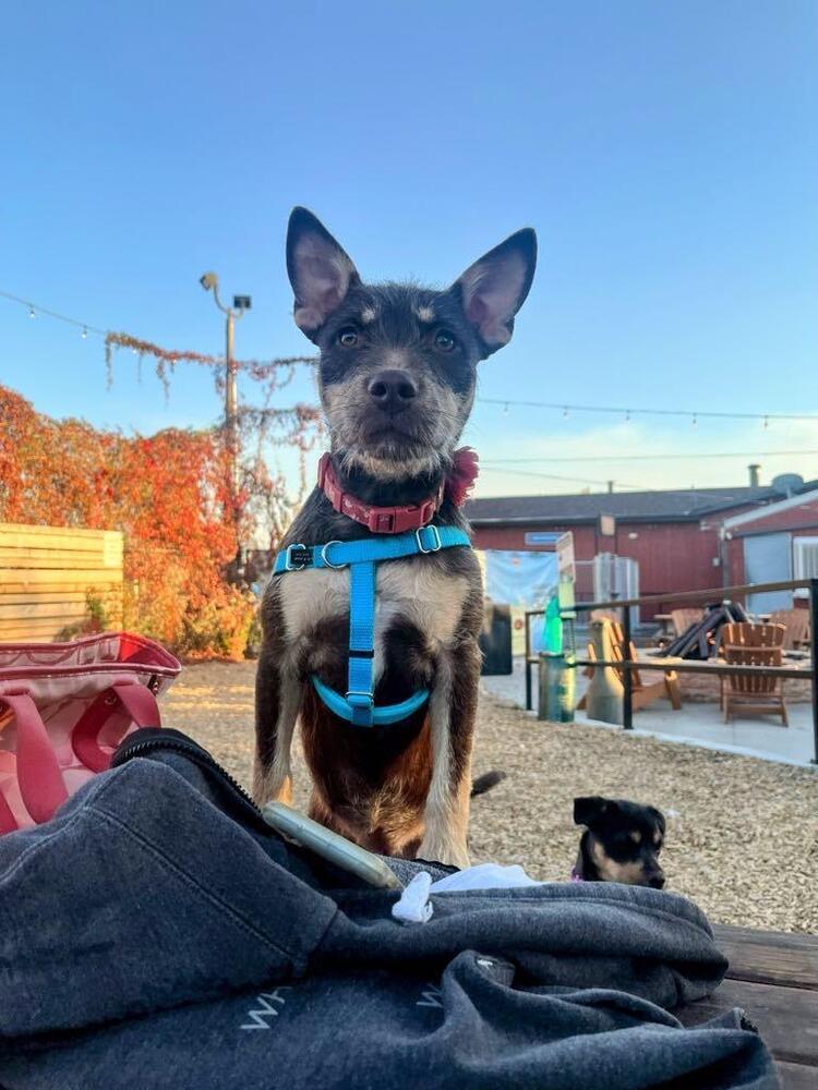 June, an adoptable Shepherd, Terrier in Fort Lupton, CO, 80621 | Photo Image 2