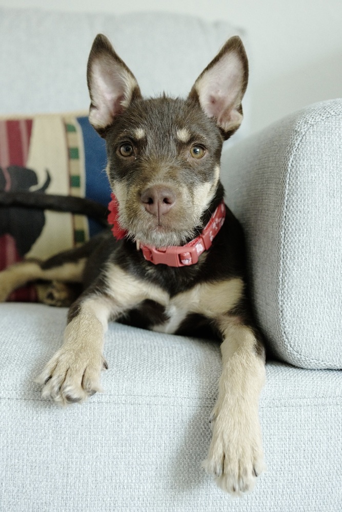 June, an adoptable Shepherd, Terrier in Fort Lupton, CO, 80621 | Photo Image 3