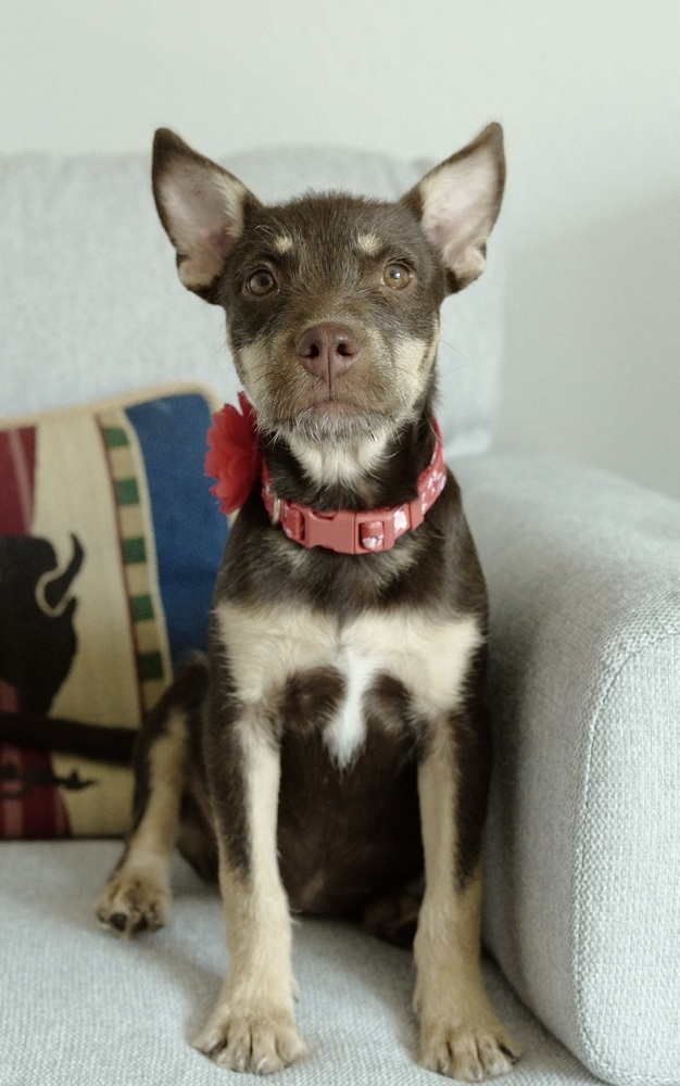 June, an adoptable Shepherd, Terrier in Fort Lupton, CO, 80621 | Photo Image 4