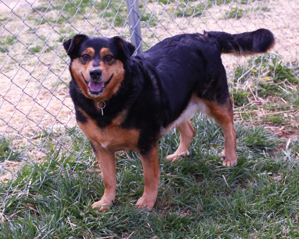 Angell, an adoptable Shepherd, Hound in Blountville, TN, 37617 | Photo Image 1