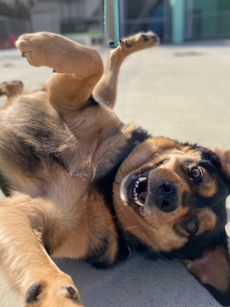 Angell, an adoptable Shepherd, Hound in Blountville, TN, 37617 | Photo Image 1