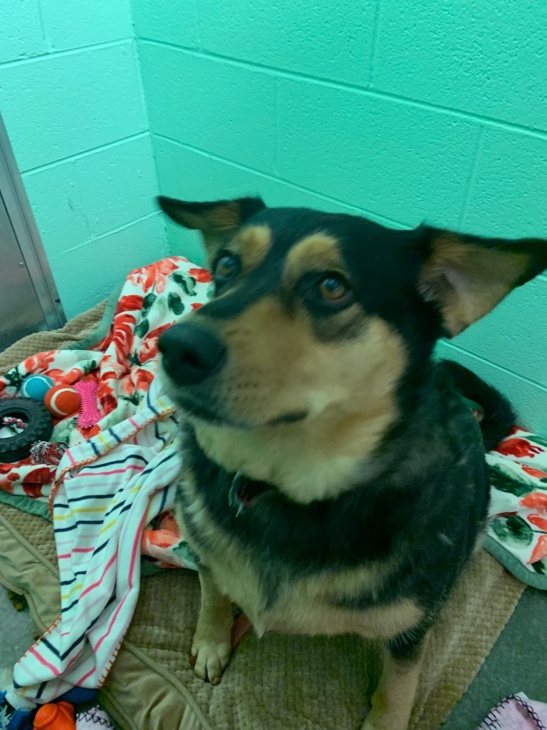 Angell, an adoptable Shepherd, Hound in Blountville, TN, 37617 | Photo Image 2