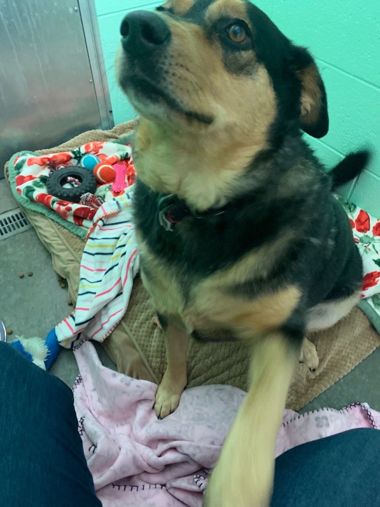 Angell, an adoptable Shepherd, Hound in Blountville, TN, 37617 | Photo Image 3