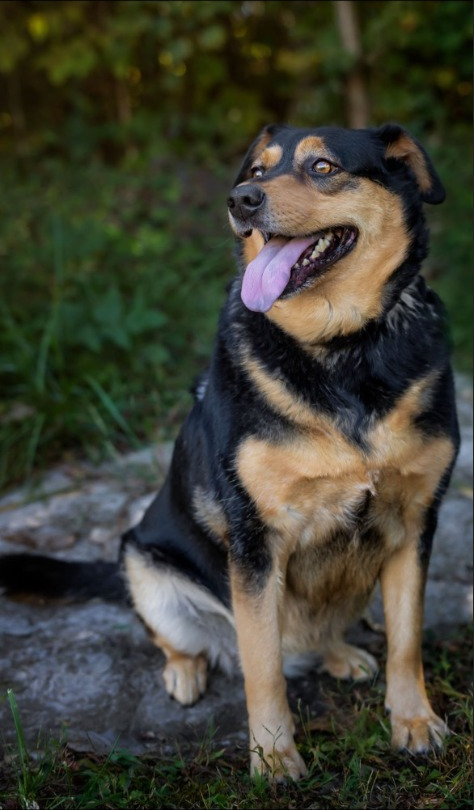 Angell, an adoptable Shepherd, Hound in Blountville, TN, 37617 | Photo Image 4