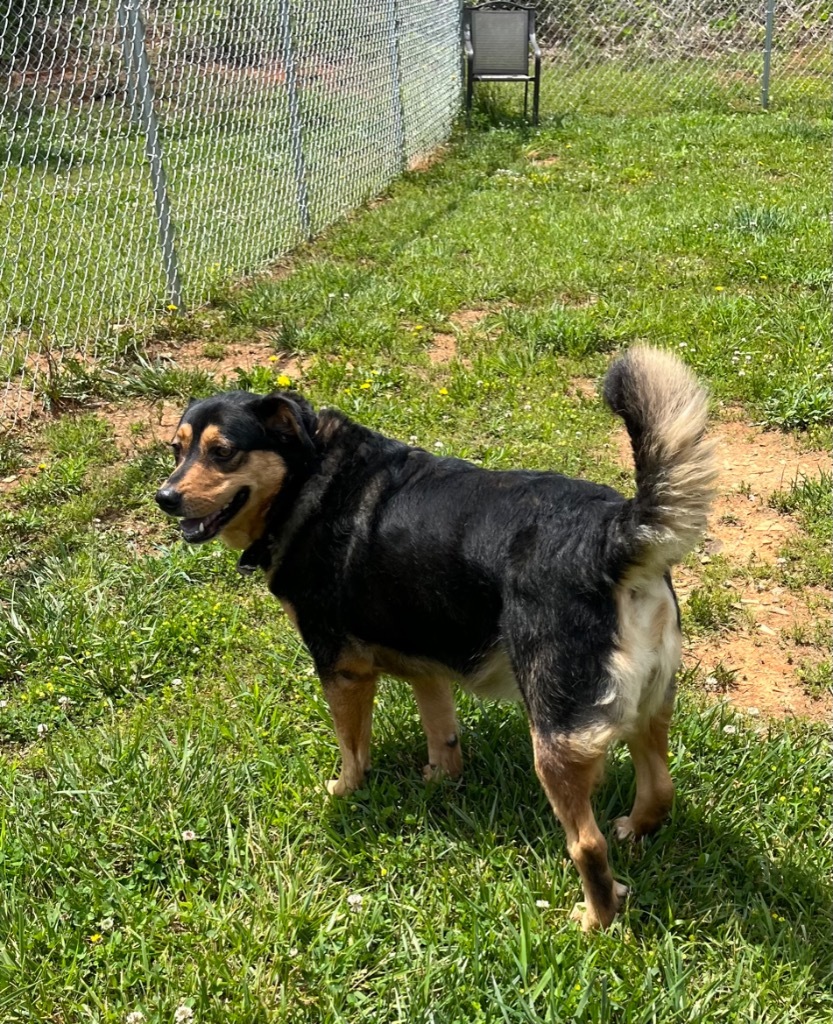 Angell, an adoptable Shepherd, Hound in Blountville, TN, 37617 | Photo Image 5