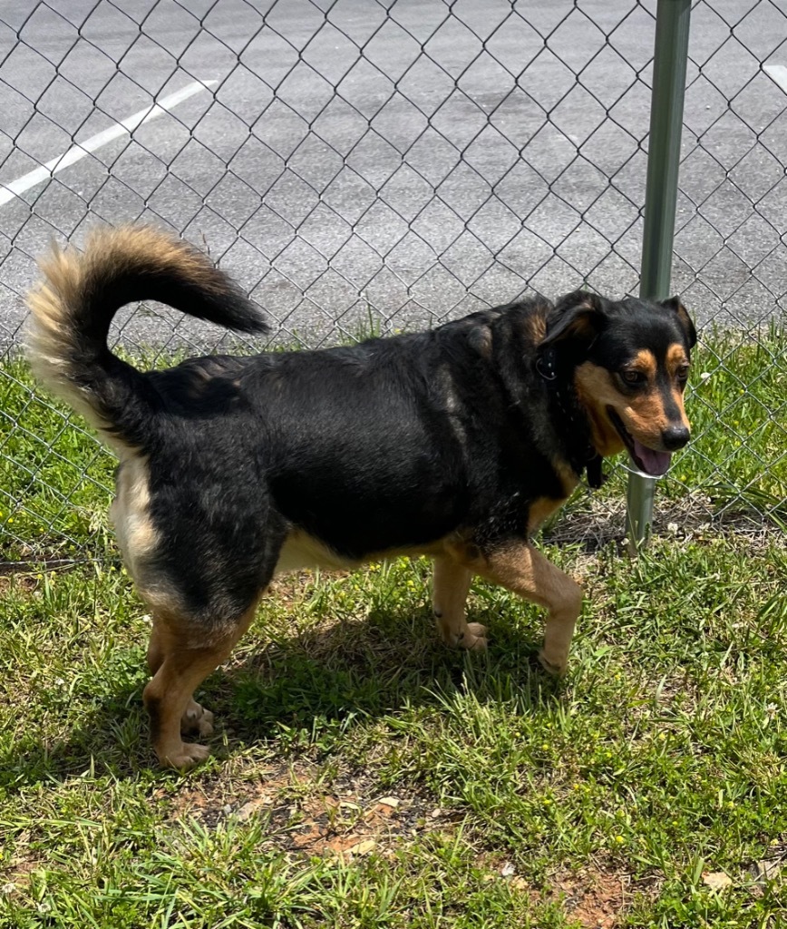 Angell, an adoptable Shepherd, Hound in Blountville, TN, 37617 | Photo Image 6