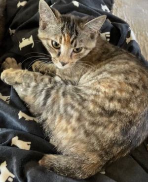 ORCHID, Adult Female American Bobtail