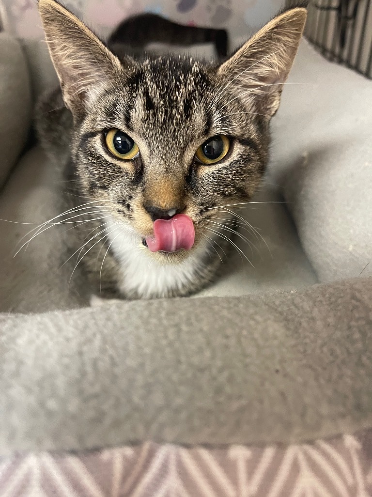 Leia, an adoptable Domestic Short Hair in Corpus Christi, TX, 78415 | Photo Image 1