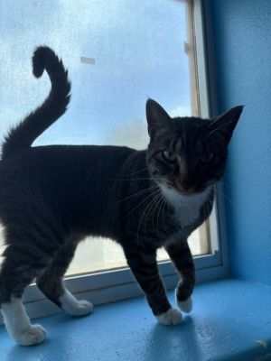 Leia, Adult Female Domestic Short Hair
