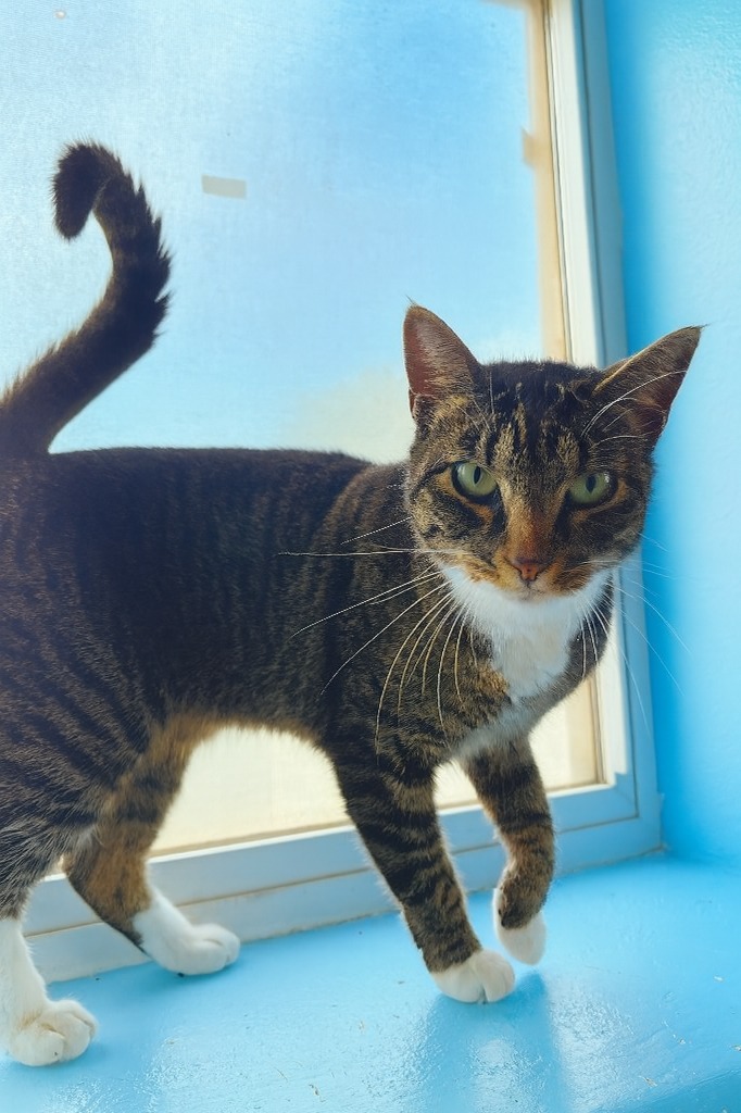 Leia, an adoptable Domestic Short Hair in Corpus Christi, TX, 78415 | Photo Image 1