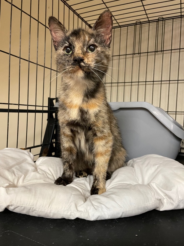 Brynn, an adoptable Domestic Short Hair in Corpus Christi, TX, 78415 | Photo Image 1