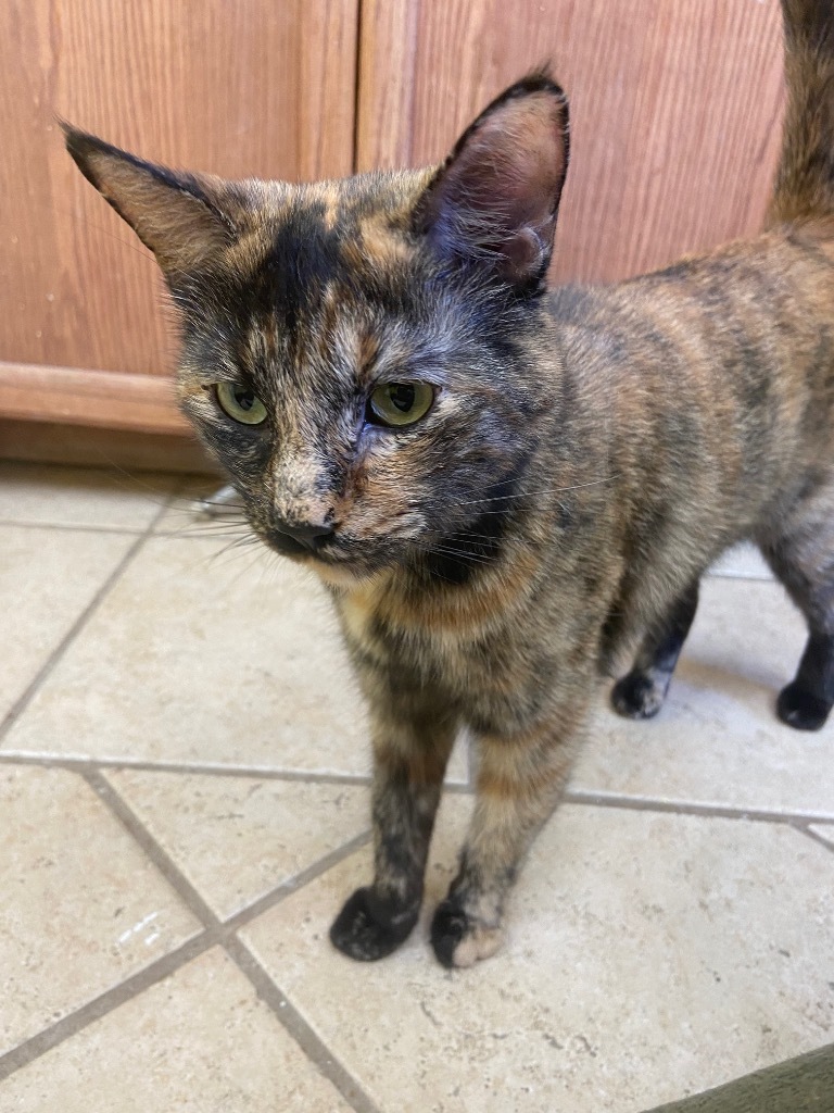 Brynn, an adoptable Domestic Short Hair in Corpus Christi, TX, 78415 | Photo Image 1