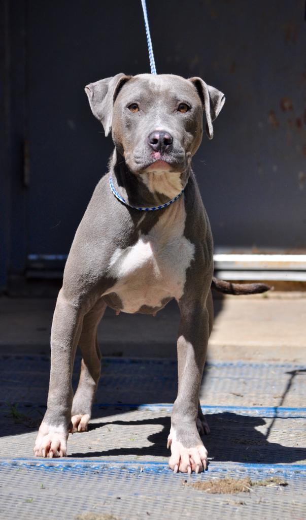 SPECIAL, an adoptable Mixed Breed in Florence, SC, 29506 | Photo Image 1