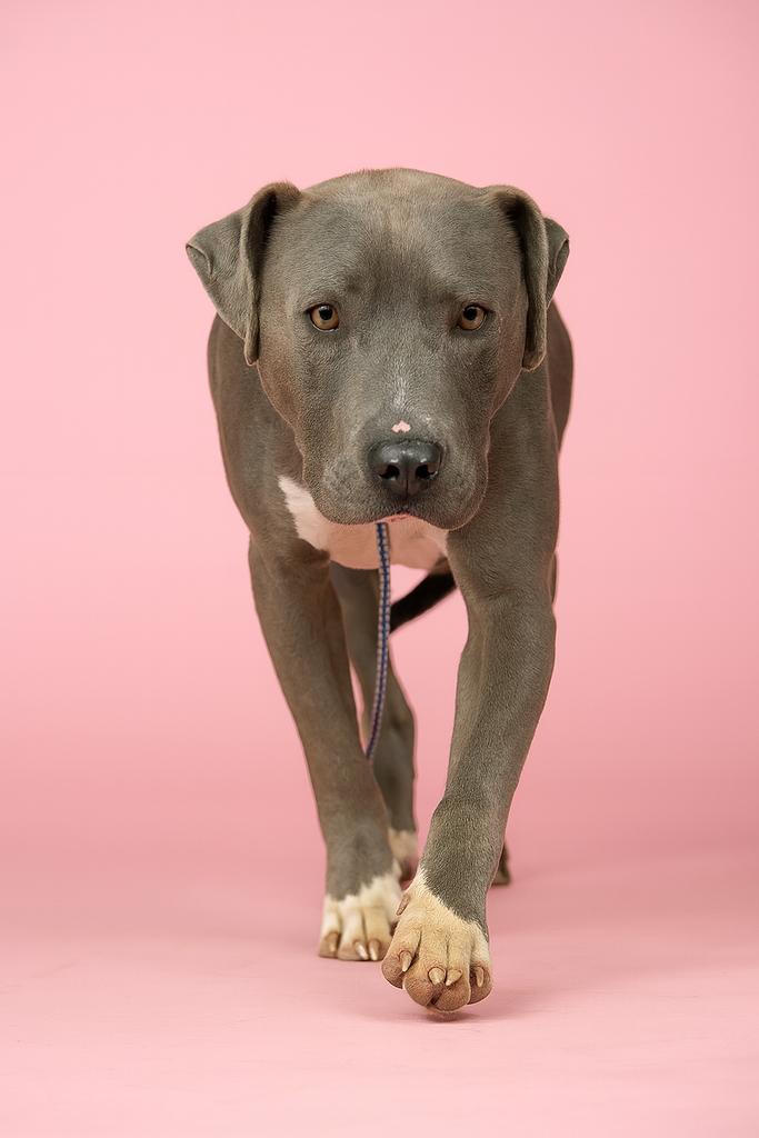 AZZURRO, an adoptable Mixed Breed in Florence, SC, 29506 | Photo Image 1