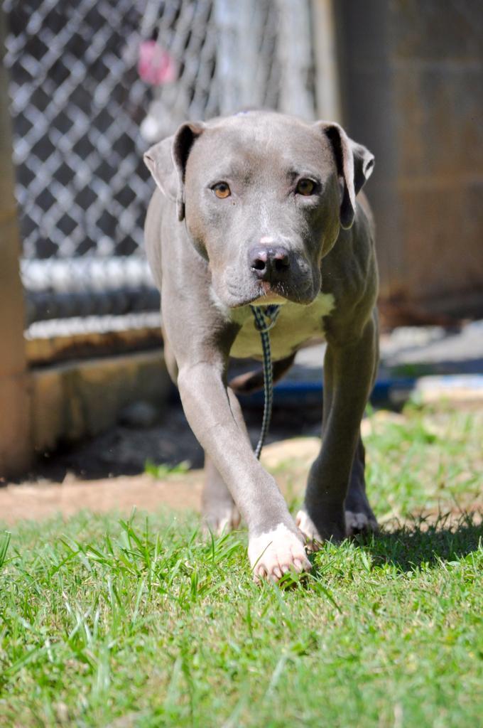 AZZURRO, an adoptable Mixed Breed in Florence, SC, 29506 | Photo Image 2