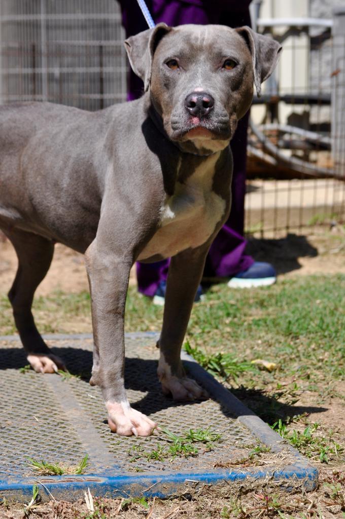 AZZURRO, an adoptable Mixed Breed in Florence, SC, 29506 | Photo Image 3