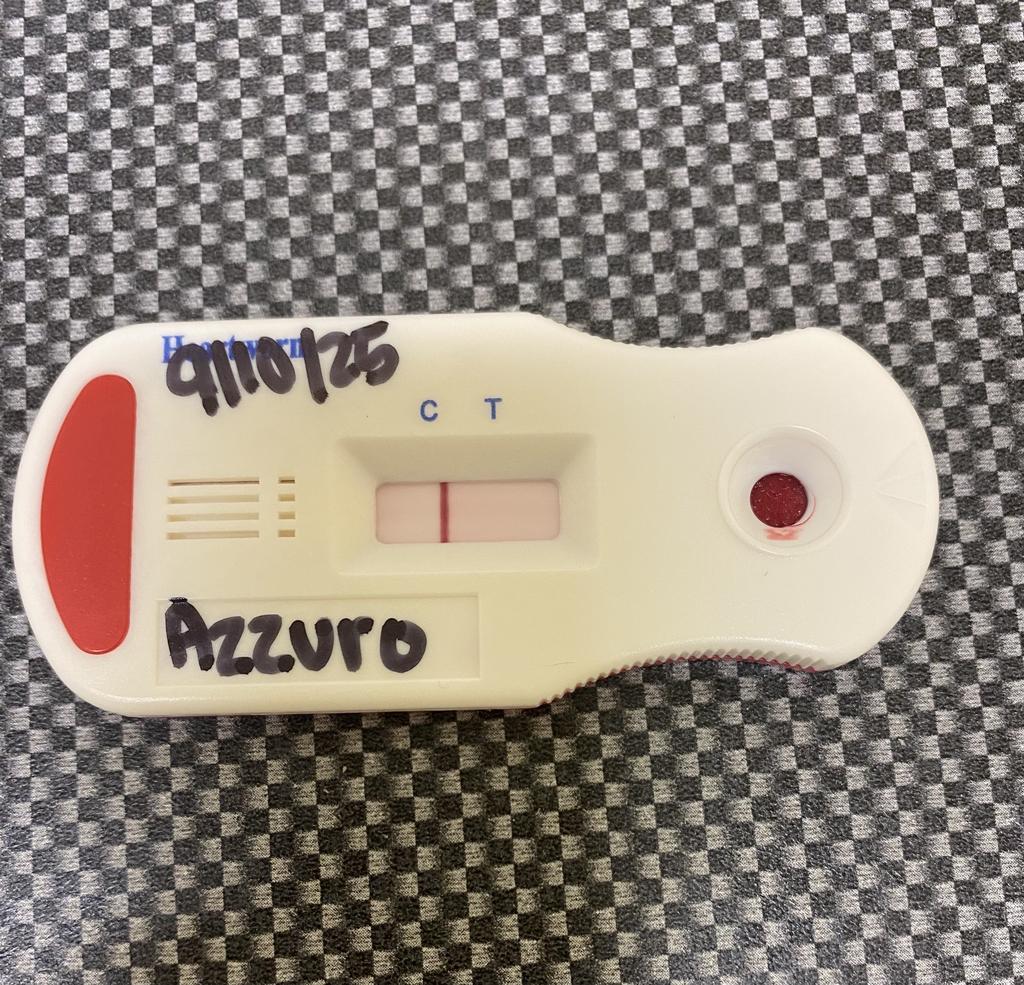 AZZURRO, an adoptable Mixed Breed in Florence, SC, 29506 | Photo Image 5