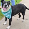 Thatcher - Available NOW (60 lbs.)