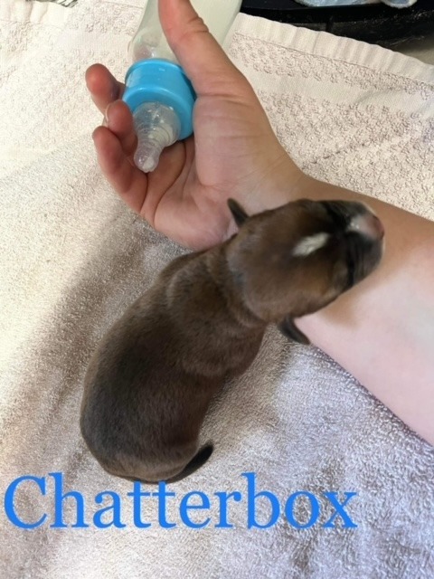 Chatterbox 2