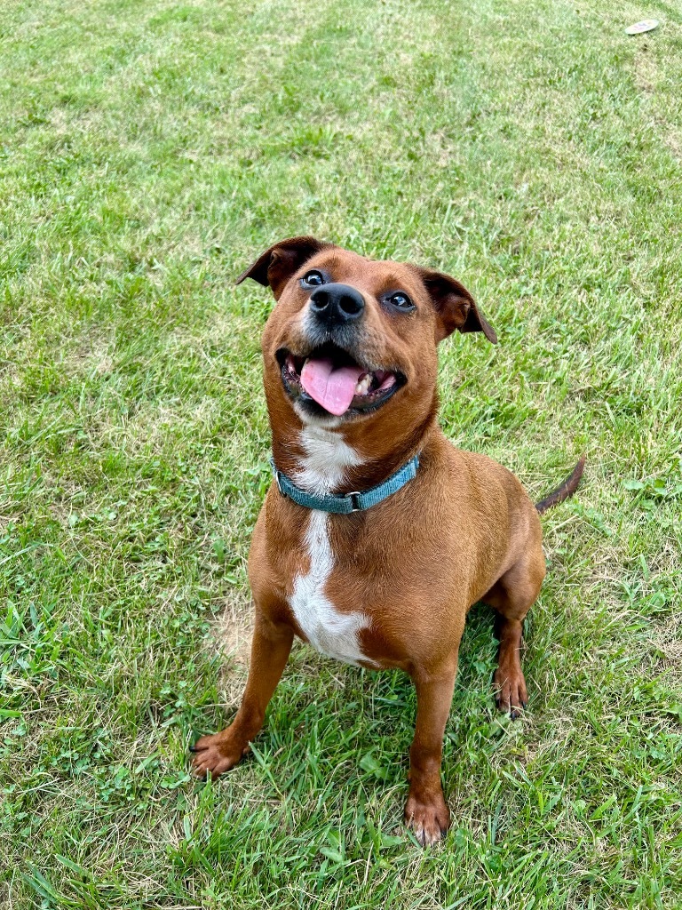 Opie, an adoptable Terrier, Rhodesian Ridgeback in West Union, OH, 45693 | Photo Image 1
