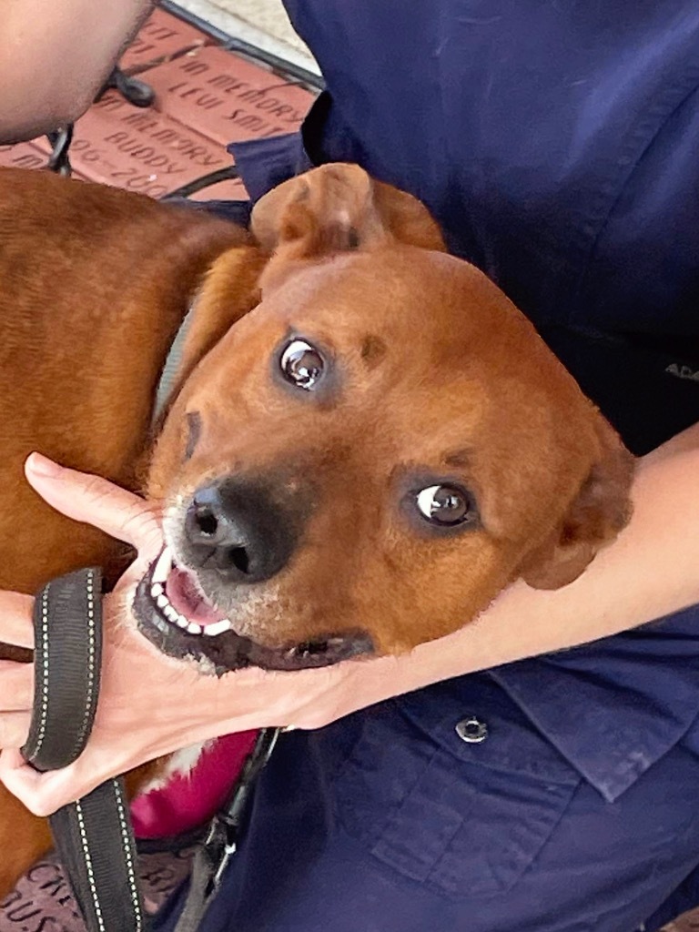 Opie, an adoptable Pit Bull Terrier in West Union, OH, 45693 | Photo Image 2