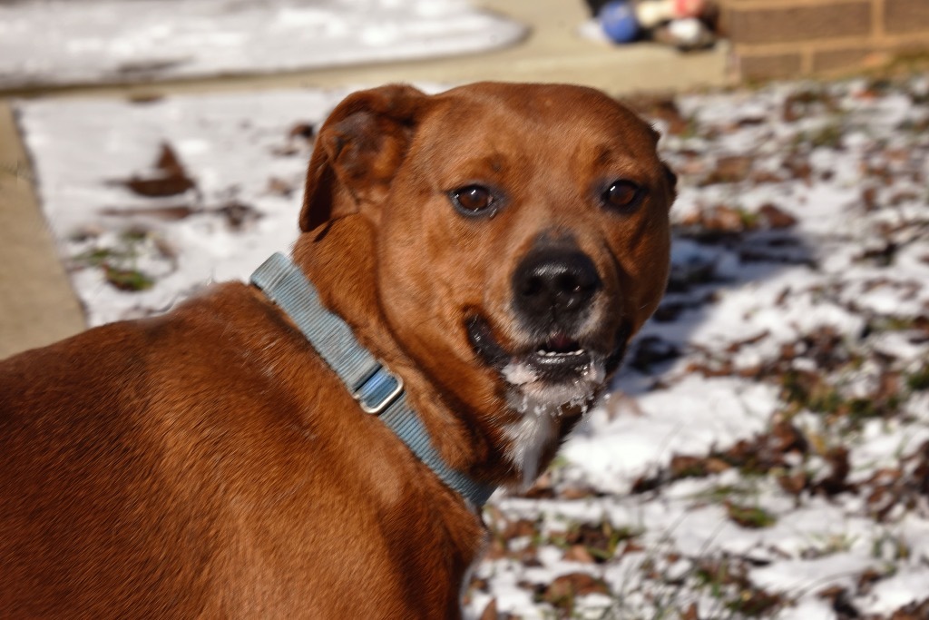 Opie, an adoptable Terrier, Rhodesian Ridgeback in West Union, OH, 45693 | Photo Image 3