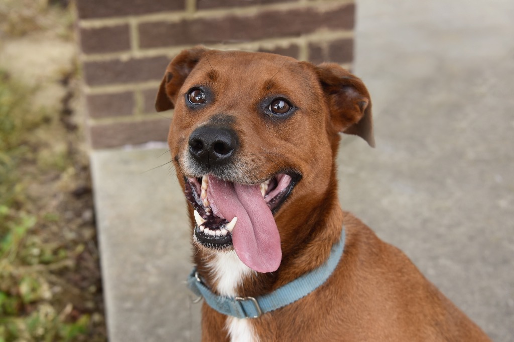 Opie, an adoptable Terrier, Rhodesian Ridgeback in West Union, OH, 45693 | Photo Image 4