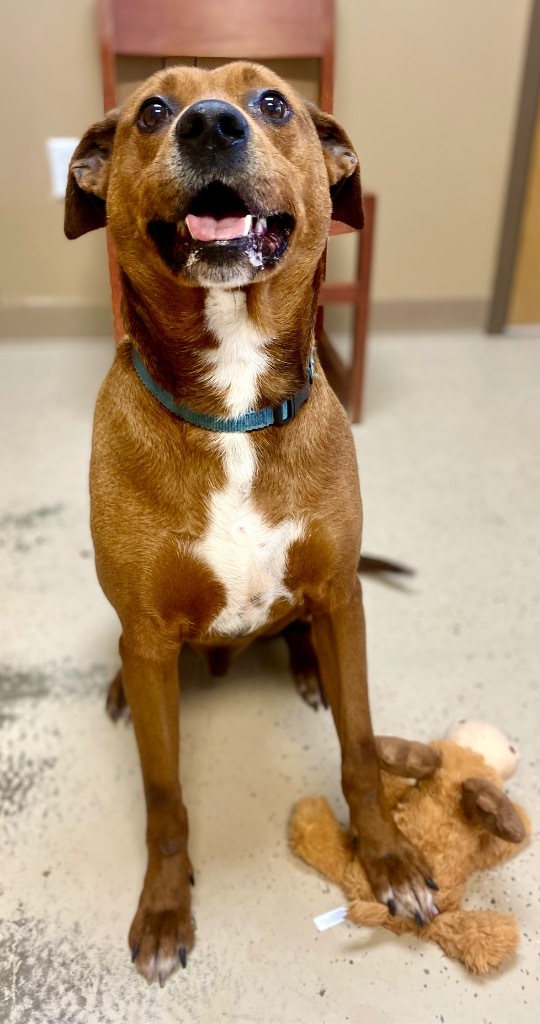 Opie, an adoptable Terrier, Rhodesian Ridgeback in West Union, OH, 45693 | Photo Image 5