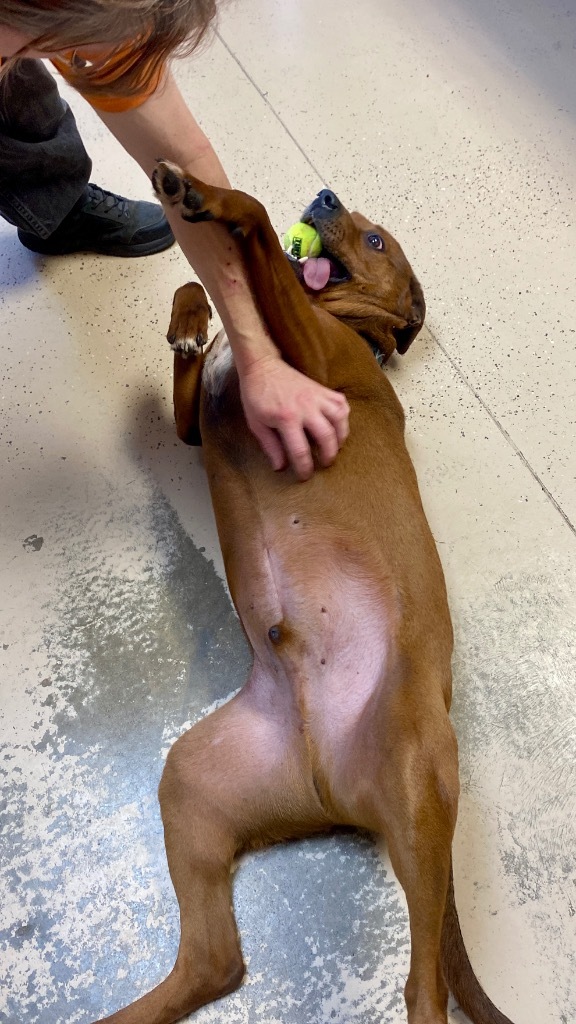 Opie, an adoptable Pit Bull Terrier in West Union, OH, 45693 | Photo Image 6