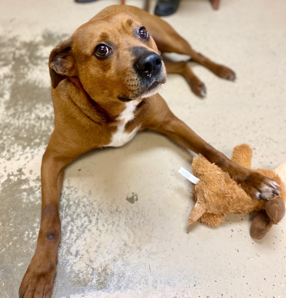 Opie, an adoptable Terrier, Rhodesian Ridgeback in West Union, OH, 45693 | Photo Image 6