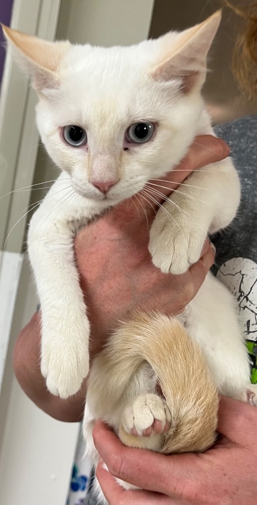 Milo, an adoptable Domestic Medium Hair in Hastings, NE, 68901 | Photo Image 1