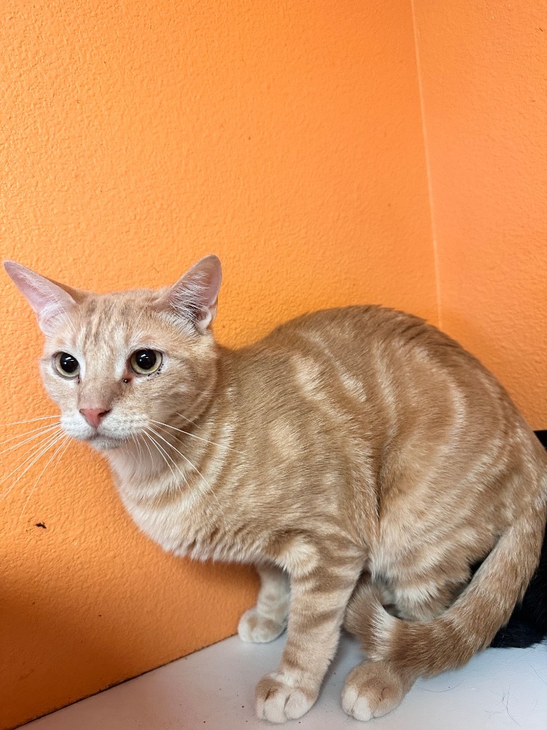 Ollie, an adoptable American Shorthair in Fulton, TX, 78358 | Photo Image 1