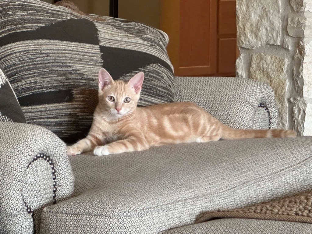 Ollie, an adoptable American Shorthair in Fulton, TX, 78358 | Photo Image 2