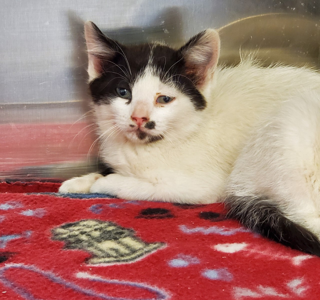 Bobbity, an adoptable Domestic Short Hair in Havre, MT, 59501 | Photo Image 1