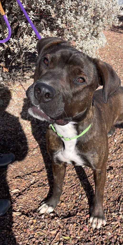 Alina, an adoptable American Staffordshire Terrier in Cottonwood, AZ, 86326 | Photo Image 4
