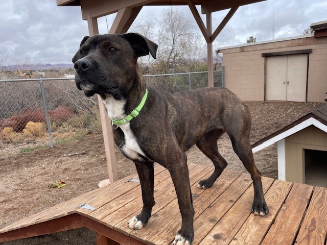 Alina, an adoptable American Staffordshire Terrier in Cottonwood, AZ, 86326 | Photo Image 5