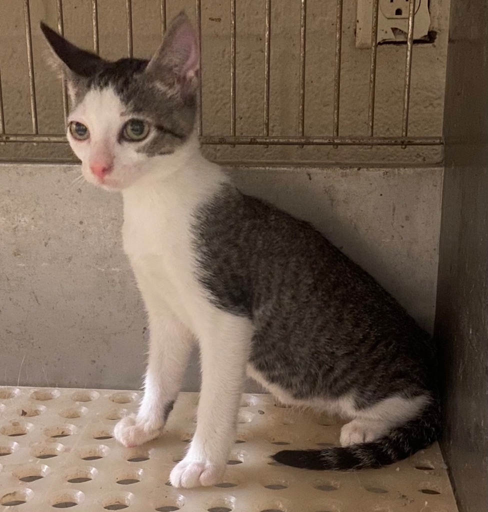 Lucipher, an adoptable Domestic Short Hair in Benton, AR, 72015 | Photo Image 1