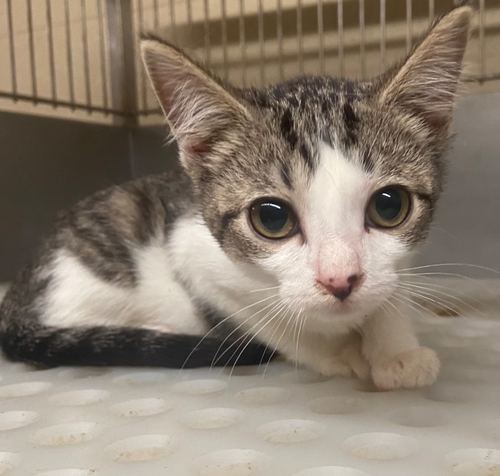 Pursephone, an adoptable Domestic Short Hair in Benton, AR, 72015 | Photo Image 1