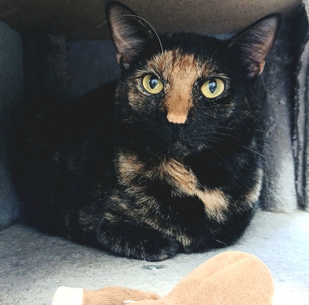 Buttercup, an adoptable Domestic Short Hair in Sunrise Beach, MO, 65079 | Photo Image 1