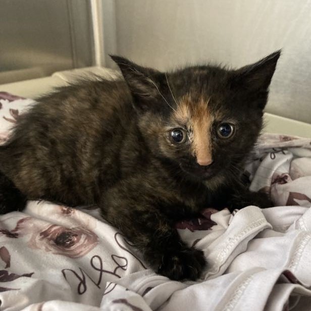 Buttercup, an adoptable Domestic Short Hair in Sunrise Beach, MO, 65079 | Photo Image 2